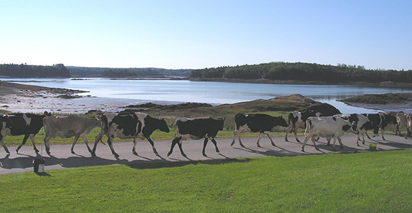 011315_CowsSprinting