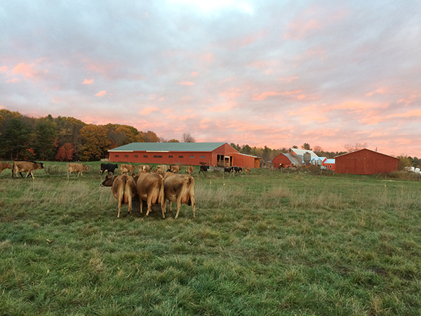 012918cows