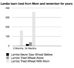020613_weed_eating_heifers2