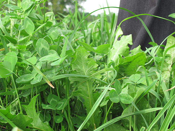 031015_Weaverfarmgrassandcloverphoto