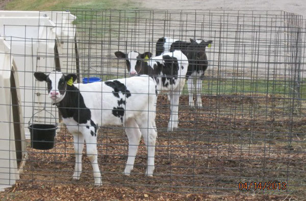 031714_calves
