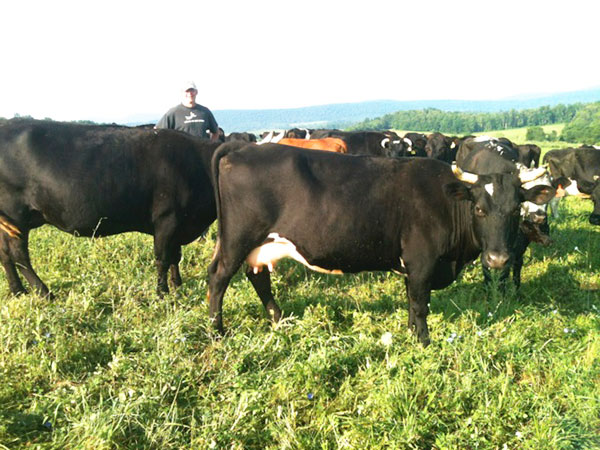 05162014_2_cows
