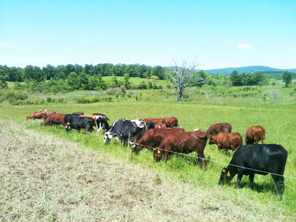 05162014_3_cows