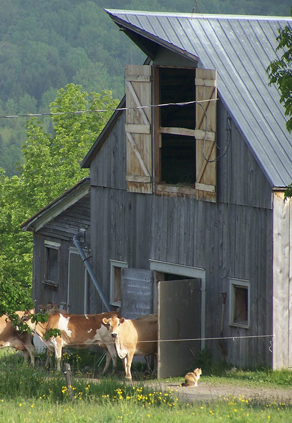 053117cowsexitingbarnaftermilking