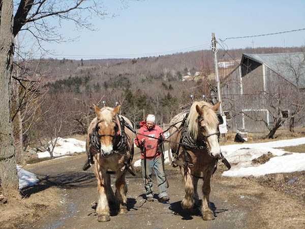 053117juliewalkinghorses