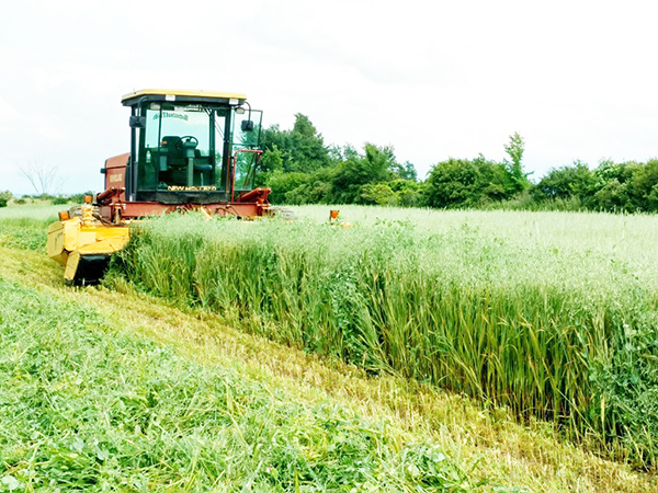 061818600pxff2017cropofpeasoatsandtriticalephoto