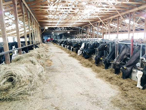 061818600pxffreconstructedfreestallbarn