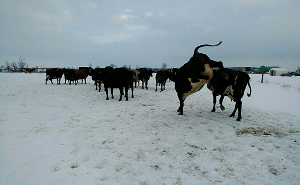 061818600pxffspringfever