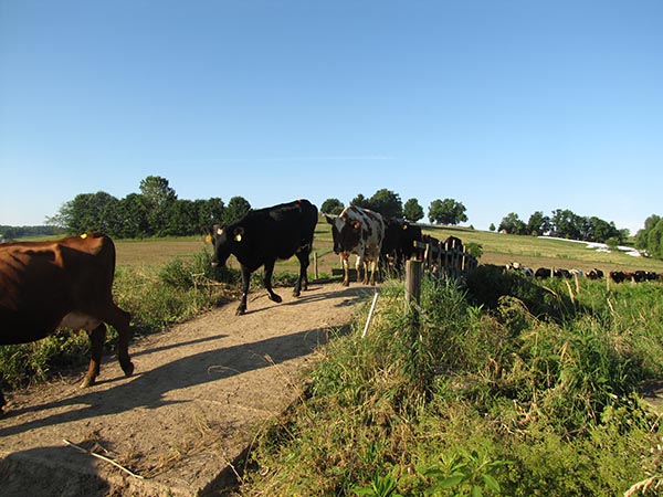 072616milkcowsheadingbacktobarnformilkingffarticle