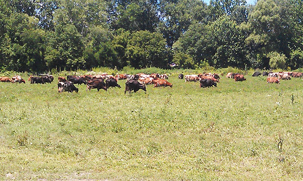 091013_Cowsgrazingacrossroad72613