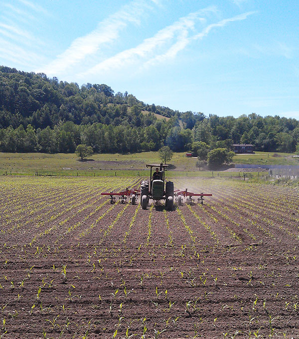 091013_Cultivatingcornbyheiferbarn6513kevin