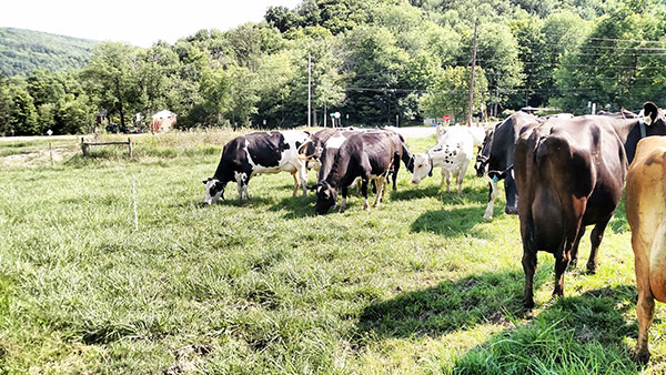 091015_FeaturedFarmAlfredSTatecowsonpasture