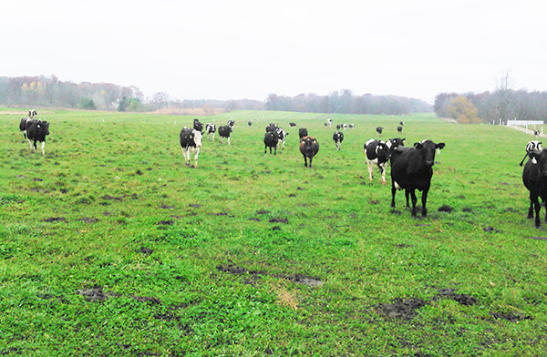 112315_KTFarmcowsonpasture
