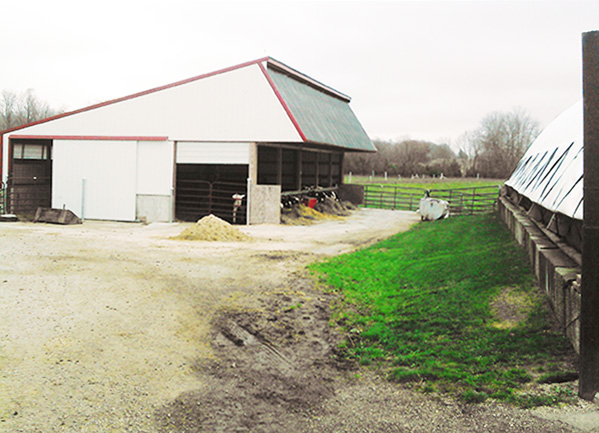 112315_KTfeaturedfarmphotoofcowseatinginbarn