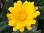 Calendula 
