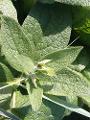 Comfrey 