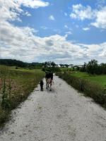 Cow and calf heading down path Choiniere Farm 719_thumb