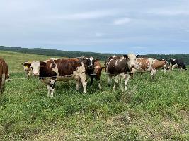 David Peachey farm grazing cows1_thumb