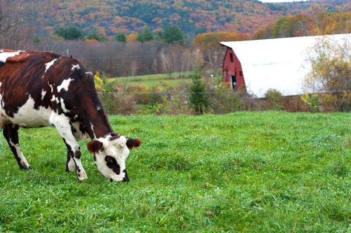 Farm land leasing article Chase Hill Farm cow barn foliage IMG_0125_rendered2_small