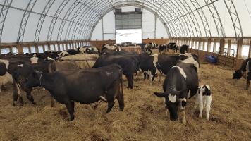 Freestall barn cow with calf Choiniere 719_thumb