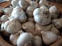 Garlic bulbs 