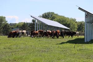 Grazing under Solar Heifers_thumb