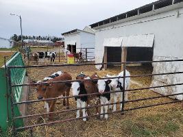 Group Calves_thumb