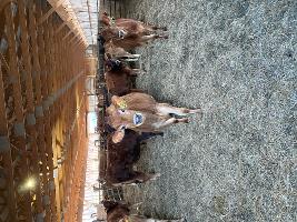 IMG_0671_thumb