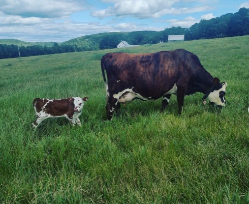 KissTheCow 03