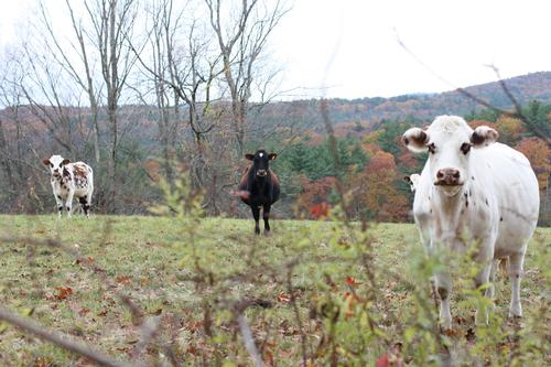 Land Lease article Chase Hill Farm credit Lisa Luciani Land For Good_small