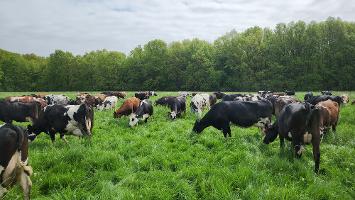 Milk cows grazing thumb