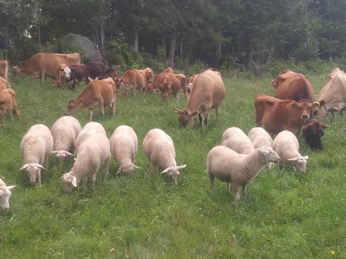Misty Brook Farm cows and sheep grazing_small
