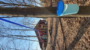 New sugarhouse from back thumb