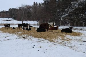 Outwintering_thumb