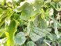 Plantain weed 