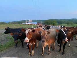 Tafel cows heading out to graze_thumb