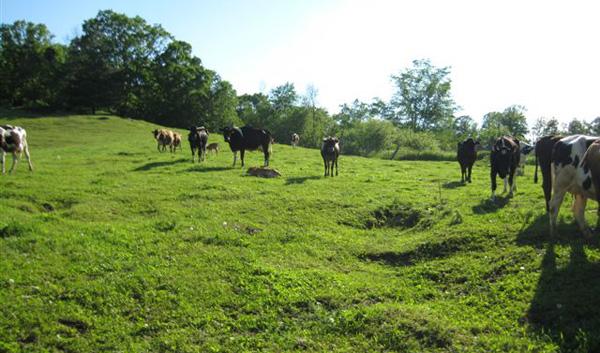 bruce_drinkman_pasture
