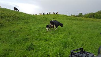 cow and calf Choiniere Farm 719_thumb