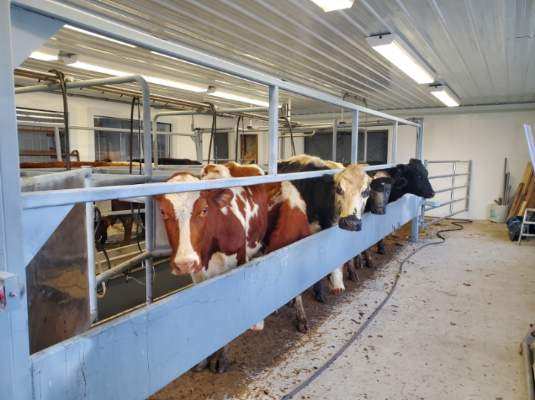 cows lining up for milking