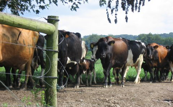 cows_calves