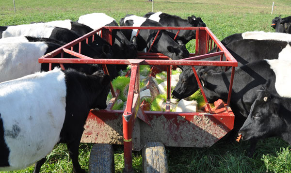 ff_11_13_11_cows_eat_sprouted_barley