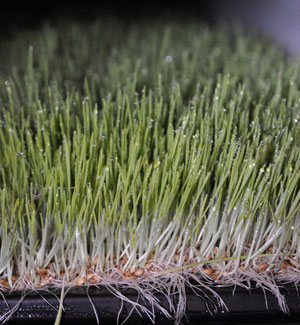 ff_11_13_11_sprouted_barley