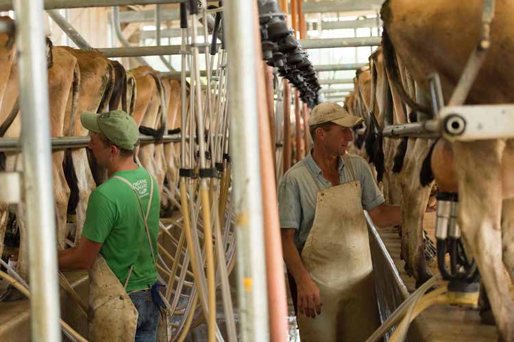 ff_July_Ron_and_Adam_Milking