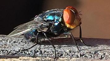 fly thumb