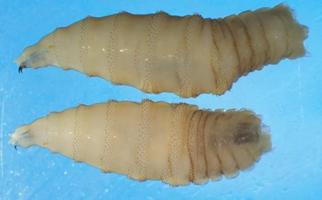 larvae thumb