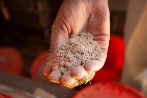 macro red algae2_thumb