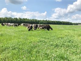 pollinator paddocks_edited_thumb