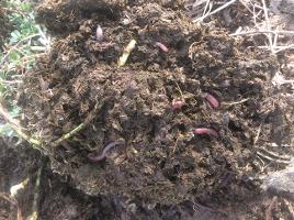 worms in alfalfa ground_thumb