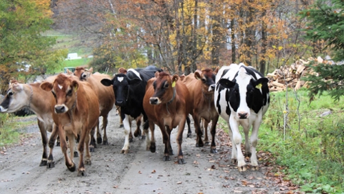 25th Annual NODPA Field Days, Pompey Rod and Gun Club, 2035 Swift Road, Pompey, NY 13138, September 25 & 26, 2025