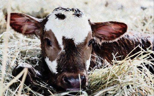 Beef-on-Dairy: Breeding Decisions Today for the Future: Beef and Calf Prices Continue to Climb